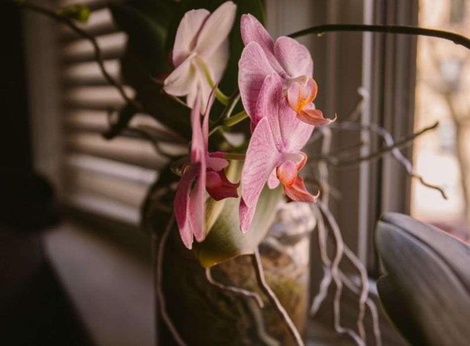 Orchideen und Pilze: Dieser Pilz nährt sie von Geburt an.